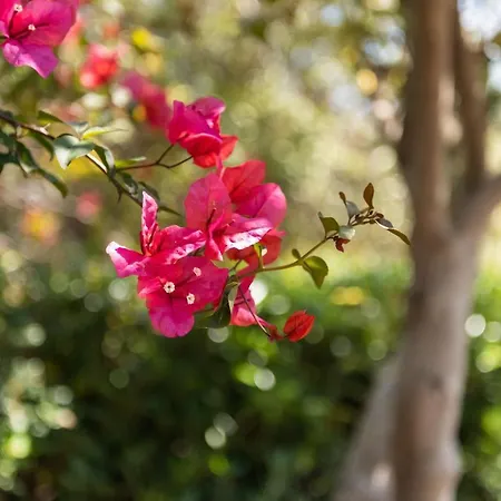 Villa Accu Is Prezzus E1 50mt Villasimius