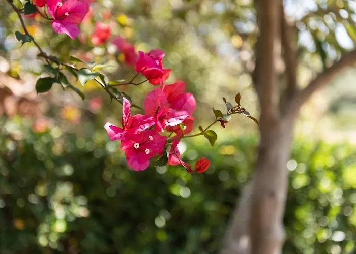 וילה Accu Is Prezzus E1 50mt וילסימיוס